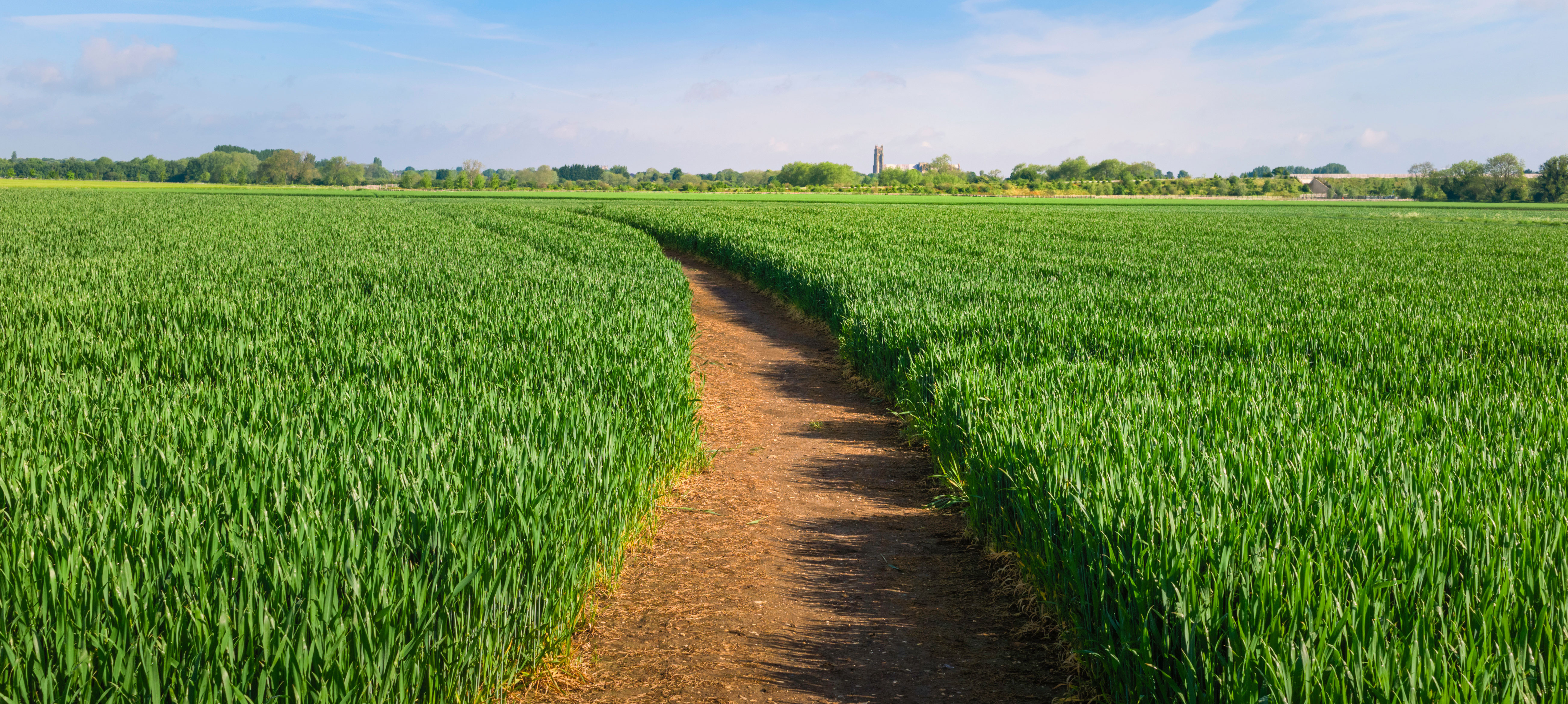 Crops